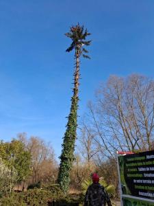 Abattage d’arbres dangereux à Amiens