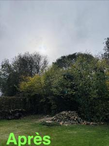 Abattage de deux frênes 