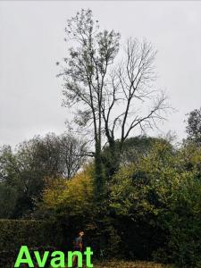 Abattage de deux frênes 
