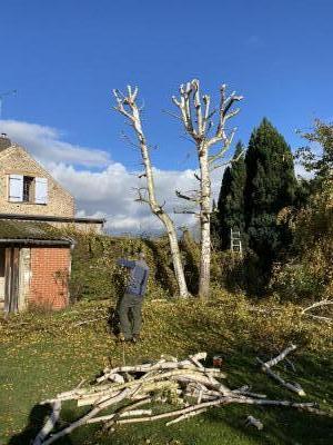Élagage de trois bouleau à Amiens dans la somme 