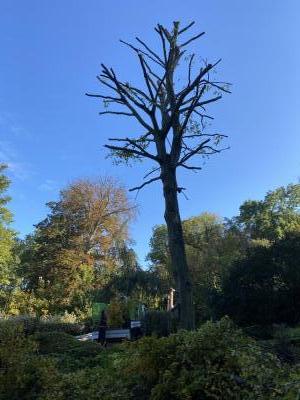 Élagage d’arbre dans le secteur de Amiens Métropole.
